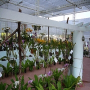 Royal Flora Ratchaphruek 2006